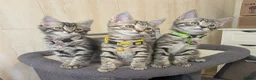 Mixed Breed cats for sale: Adorable kittens in London(SE18)😻😍😻 - Advert 8