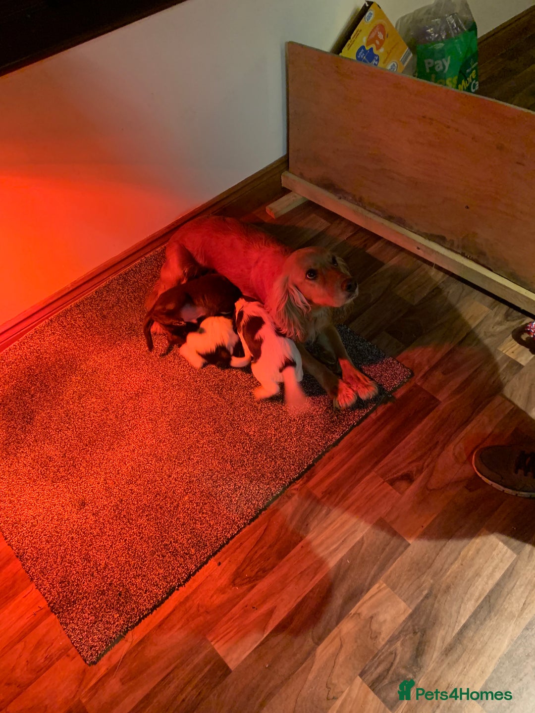 Sprocker dogs for sale: Sprockers for sale - Advert 5