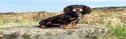 Cocker Spaniel dogs for sale: Gorgeous working cocker spaniel puppies - Advert 11