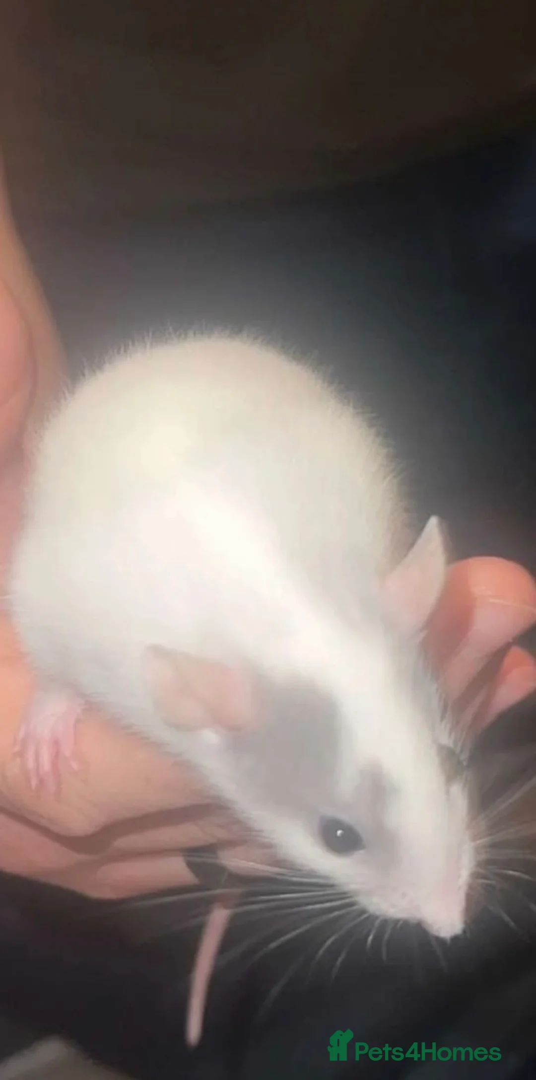 Rat rodents for sale: Two boy rats available to an expert home  in Salisbury - Advert 2