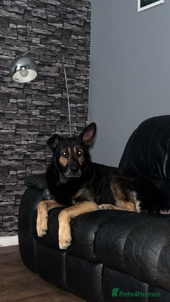 German Shepherd dogs  Kingston - 6 year old German shepherd (free) - Advert 11