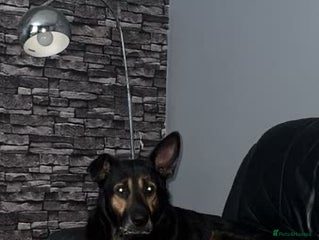 German Shepherd dogs Kingston - 6 year old German shepherd (free) - Advert 11