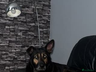 German Shepherd dogs Kingston - 6 year old German shepherd - Advert 6