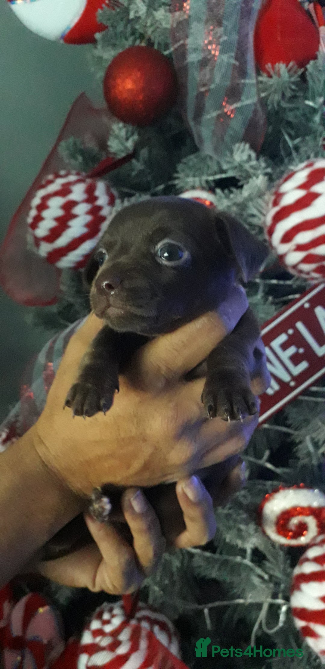 Chiweenie dogs for sale: Chiweenie puppies  - Advert 3
