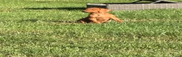 Hungarian Vizsla dogs for sale: Ready this weekend Beautiful litter.  - Advert 4