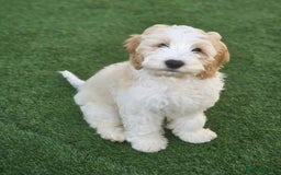 Cockapoo dogs for sale: Rehoming of a cockapoo due to family health issue - Image 5