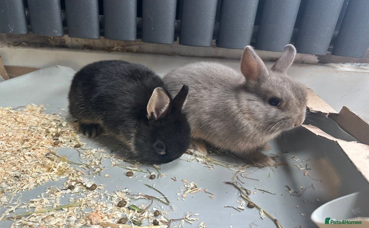Netherland Dwarf rabbits - Advert 1