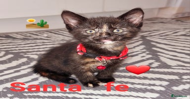 Mixed Breed cats - Advert 5