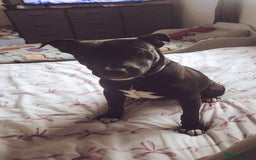 Mixed Breed dogs for sale: Male 6 month old family pet  - Image 1