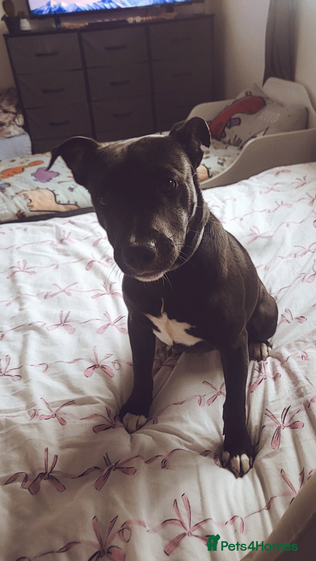 Mixed Breed dogs for sale: Male 6 month old family pet  - Image 1