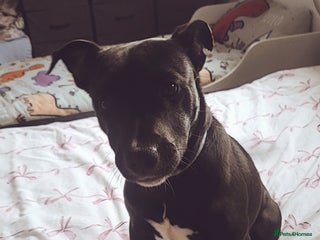 Mixed Breed dogs for sale - Advert 1