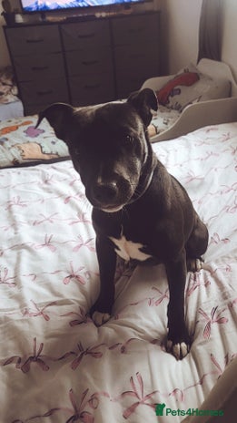 Mixed Breed dogs - Advert 1