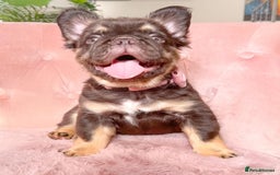 French Bulldog dogs for stud: PROVEN STUD Louis Isabella, Rojo Visual Fluffy in London - Image 6