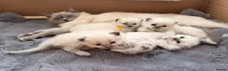 Ragdoll cats for sale: Last Blue Point Ragdoll GIRL kitten available  - Advert 8