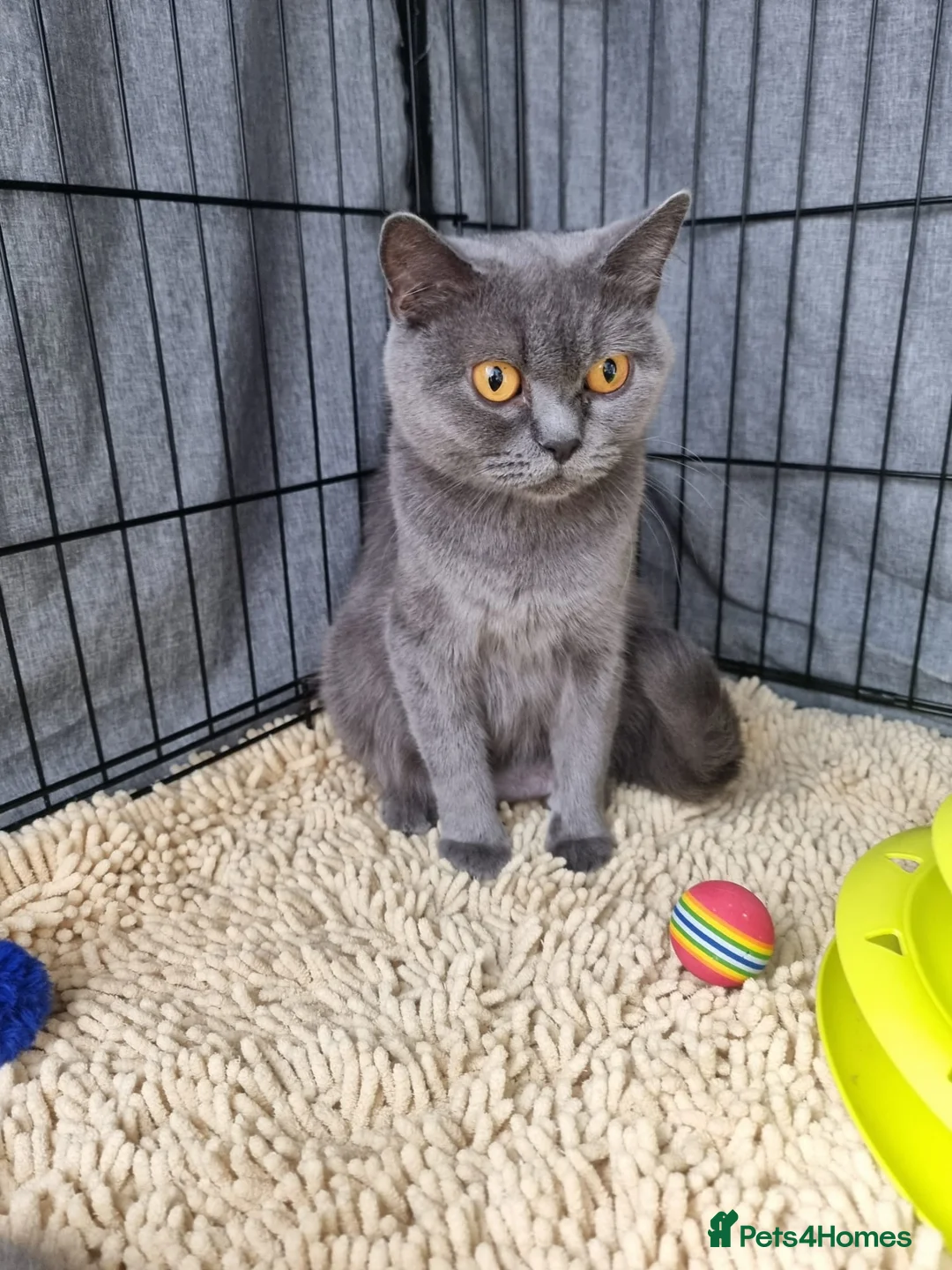 British Shorthair cats for sale: Last Female Ready Too Go GCCF Healthy Pedigree - Advert 10