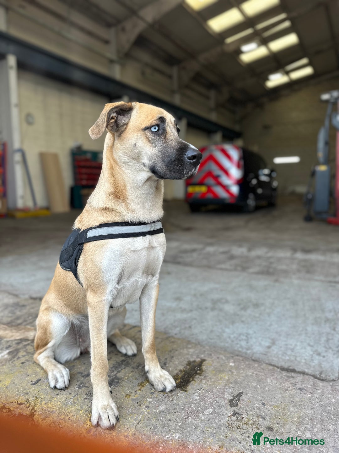 Shepsky dogs for sale: Beautiful Bitch for adoption we don’t want money - Image 21