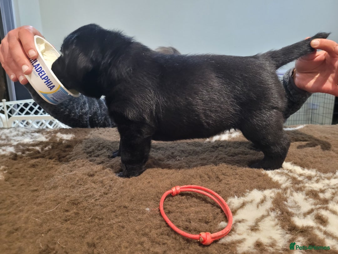 Labrador Retriever dogs for sale: 🐾Exceptional Black Labrador Retriever Puppies🐾 - Advert 4