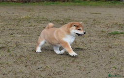 Japanese Shiba Inu dogs for sale: Beautiful Japanese Shiba Inu Puppies - Image 4