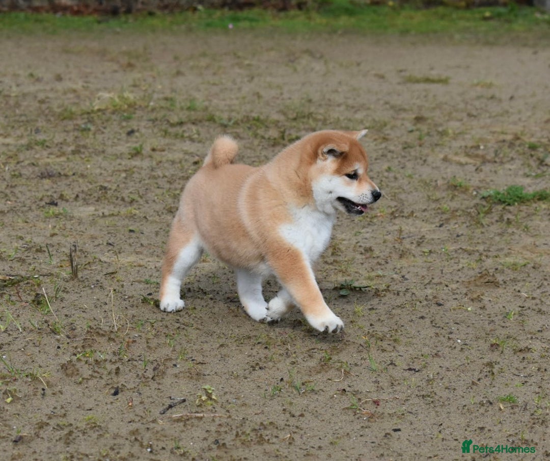 Japanese Shiba Inu dogs for sale: Beautiful Japanese Shiba Inu Puppies - Image 4
