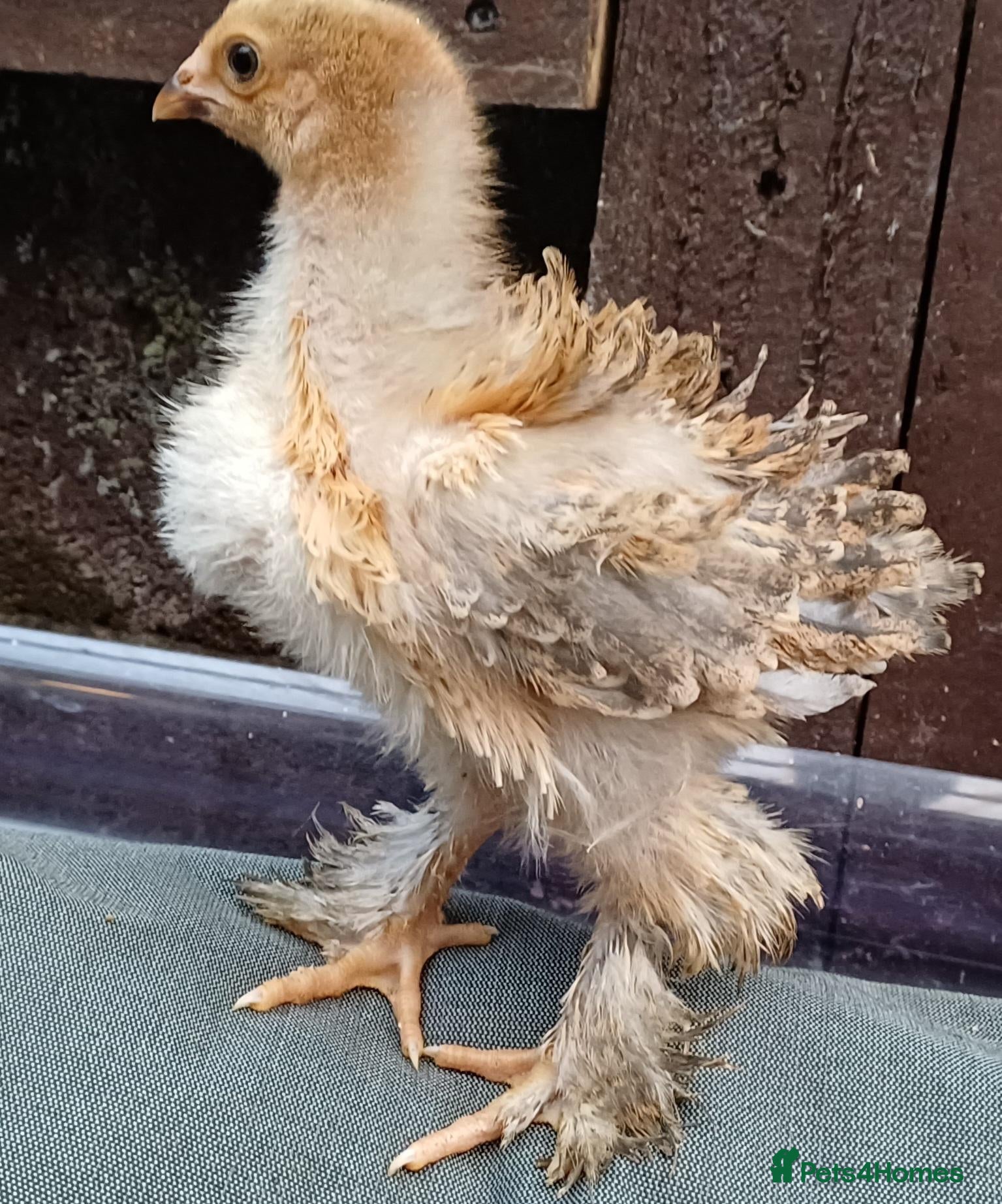 Chickens poultry Frizzle Brahma roosters £5 each. 8 weeks old - Advert 5