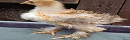 Chickens poultry for sale: Frizzle Brahma chicks  in Whitchurch - Advert 7