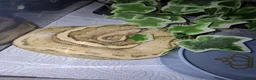Python Snake reptiles for sale:  Ball python Beautiful morphs for sale  - Advert 3