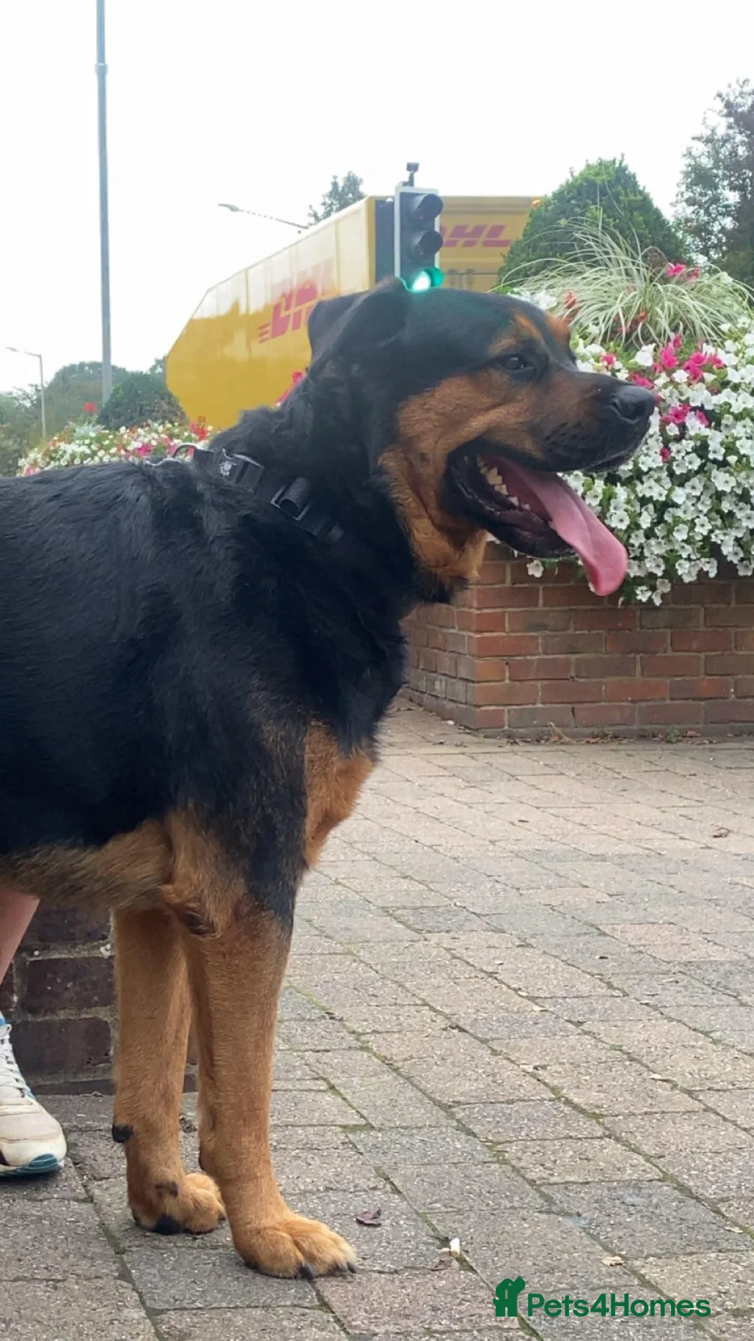 Mixed Breed dogs for sale:  lovely 3-year-old Rottweiler x German Shepherd  in Bourne End - Advert 2