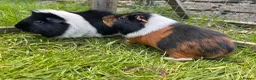 Guinea Pig rodents for sale: Gus & Badger  - Advert 5
