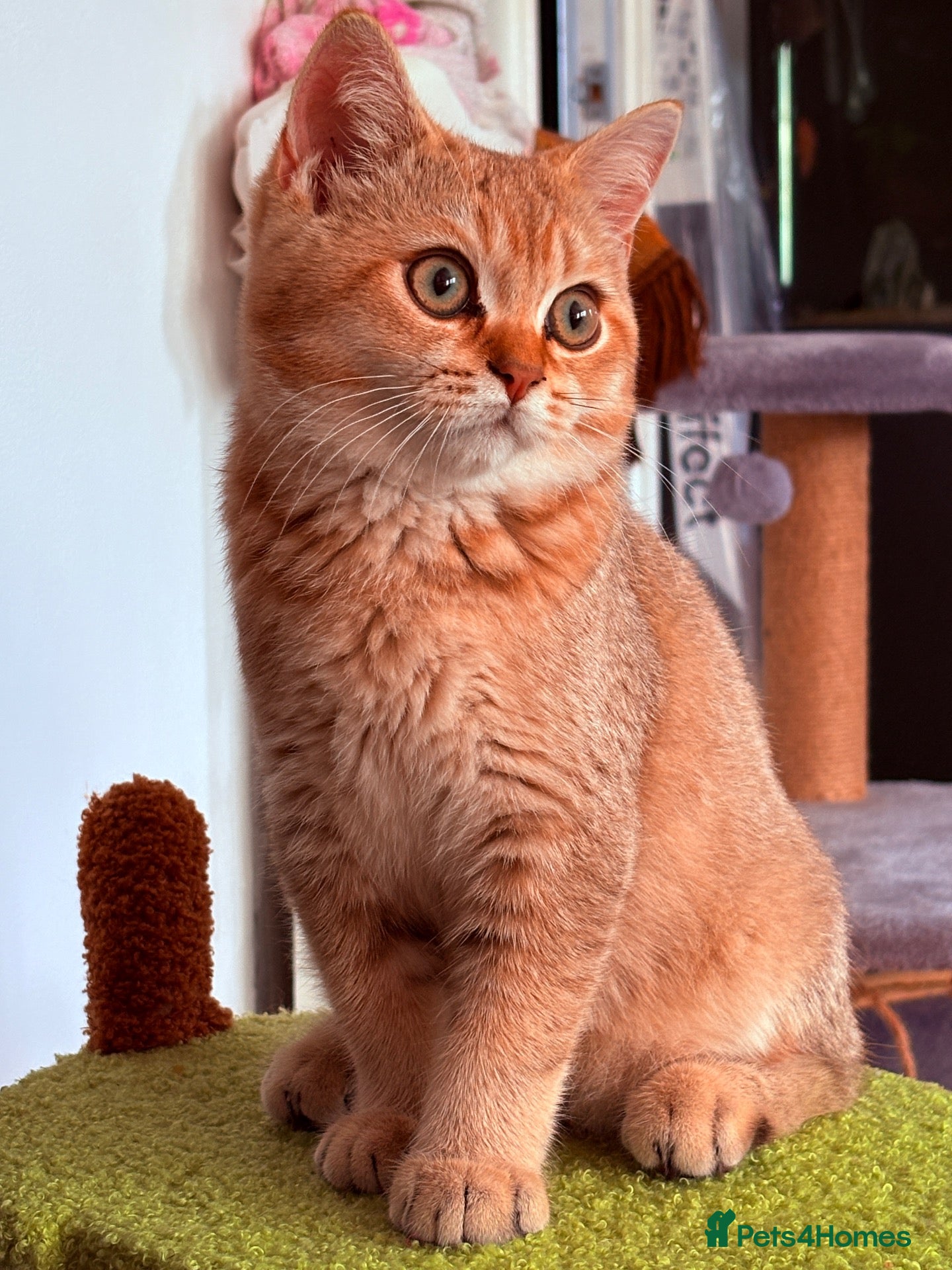 British Shorthair cats Ready Now /GCCF Golden BSH Kittens  - Advert 1