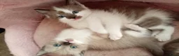 Mixed Breed cats for sale: Half sphynx half British shorthair kittens  - Advert 5