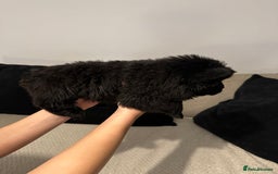 Chow Chow dogs for sale: 🐾 Chow Chow Puppies 2 Black 1 Red🐾 - Image 7
