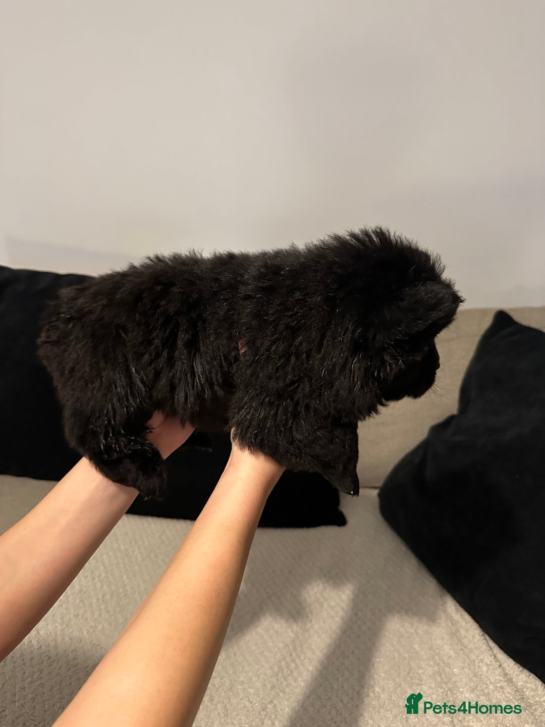 Chow Chow dogs for sale: 🐾 Chow Chow Puppies 2 Black 1 Red🐾 - Image 7
