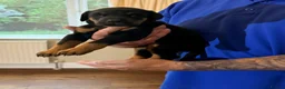Dobermann dogs for sale: Dobermann puppies available - loving homes wanted  - Advert 4