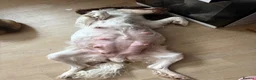 English Springer Spaniel dogs for sale: Litter of springer spaniel puppies!  - Advert 2