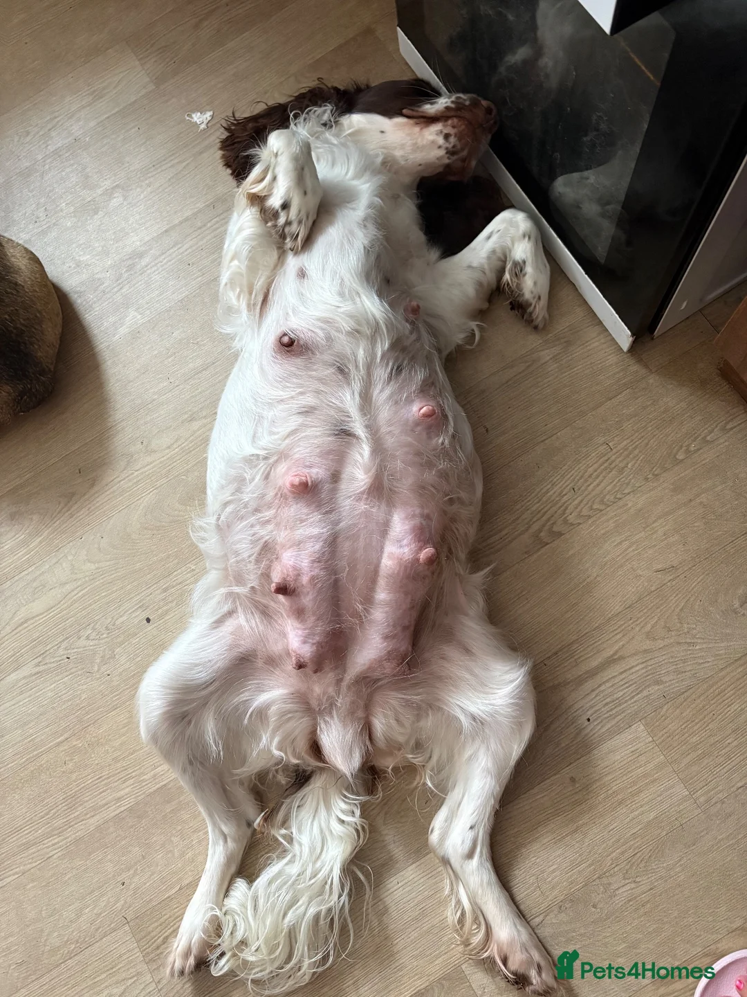 English Springer Spaniel dogs for sale: Litter of springer spaniel puppies!  - Advert 2
