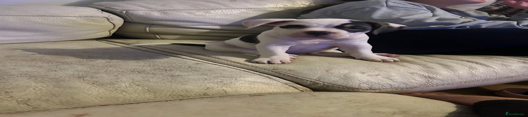 Micro Bully Puppy 2 - girl 