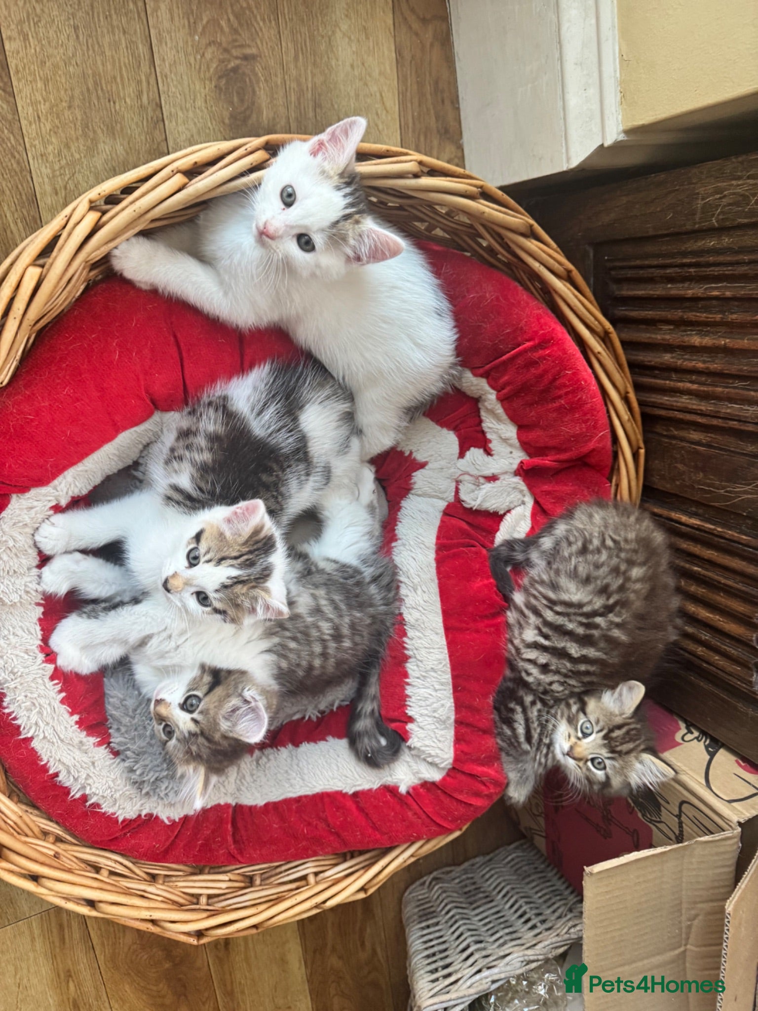Mixed Breed cats Fluffy white and tabby super friendly kittens  - Advert 1