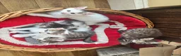 Mixed Breed cats for sale: Fluffy white and tabby super friendly kittens  in Rugby - Advert 1