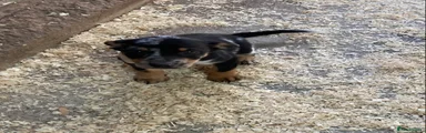 Mixed Breed 2