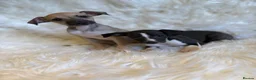 Italian Greyhound dogs for sale: ✨ KC Registered Italian Greyhound puppies ✨ - Advert 7