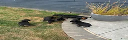 Dachshund dogs for sale: 7 beautiful Dachshunds  - Advert 10