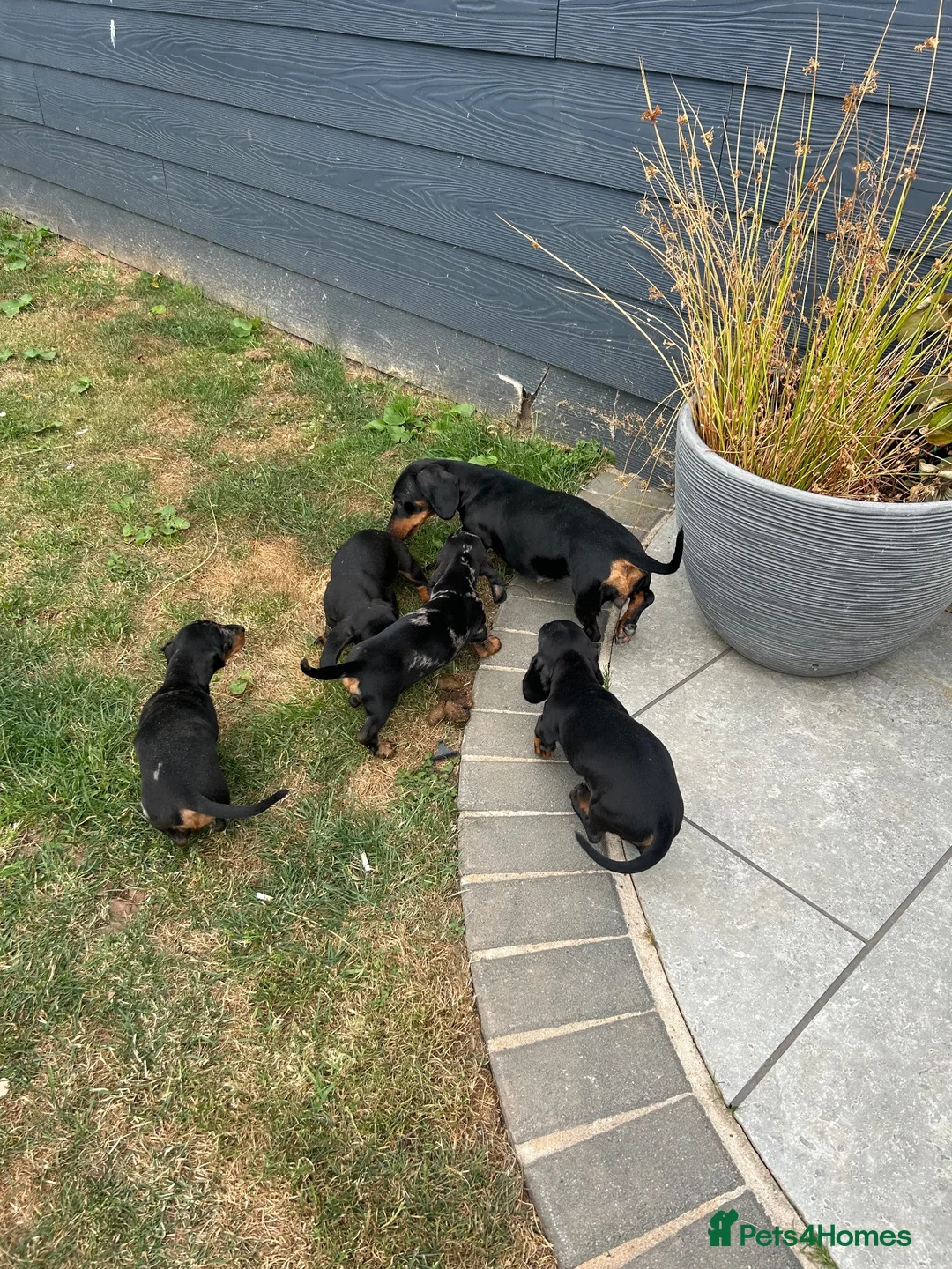 Dachshund dogs for sale: 7 beautiful Dachshunds  - Advert 10