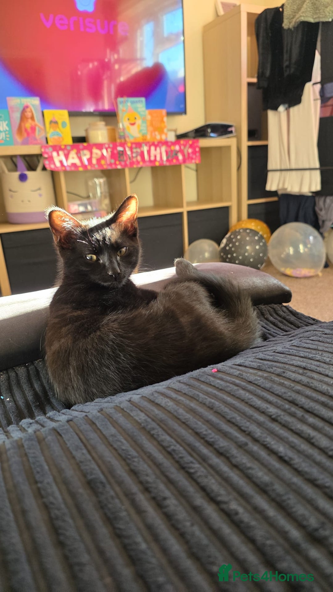 British Longhair cats for sale: Beautiful male kitten for sale - Advert 3