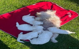 Bichon Frise dogs for sale: Bichons for sale - Image 9