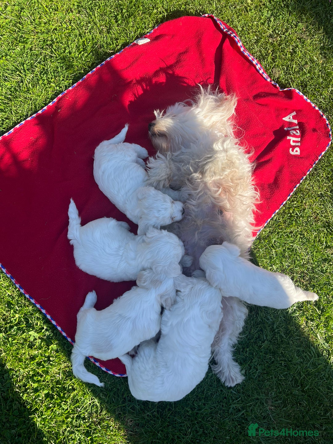 Bichon Frise dogs for sale: Bichons for sale - Image 9