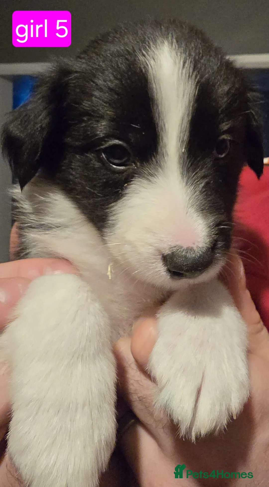Border Collie dogs for sale: Border collie pups  - Advert 38