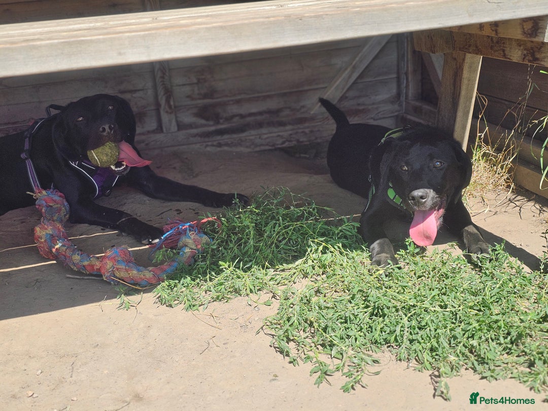 Labrador Retriever dogs for sale: 7 Labrador Pups **1 Bitch Left** Read Ad in York - Image 2