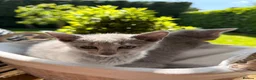 Russian Blue cats for sale: 🐾Champion Line TICA Russian Blue Kittens 🐾 - Advert 22