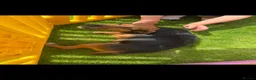 Jack Russell dogs for sale: stunning Jackrussel puppies - Advert 3
