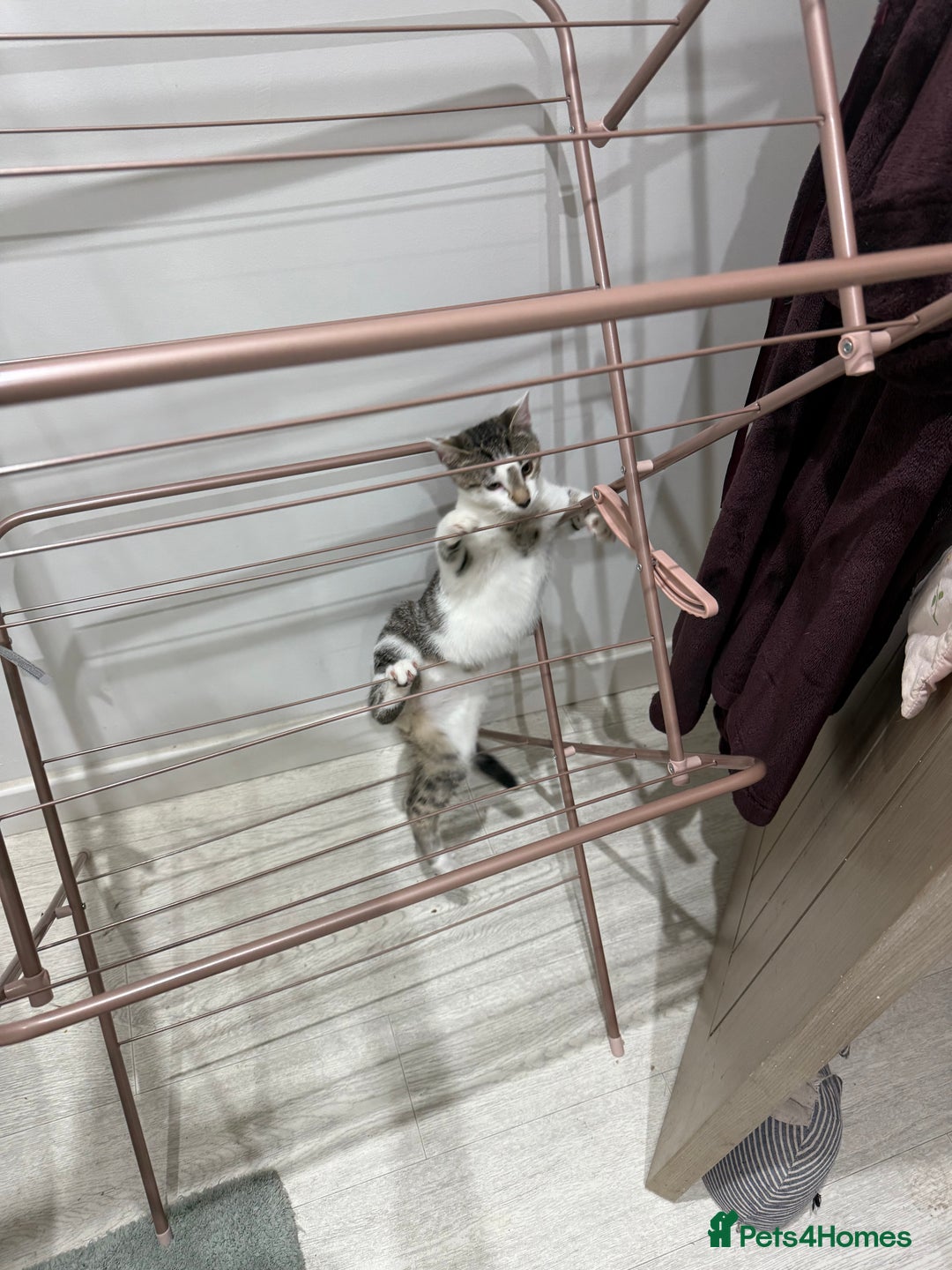 Mixed Breed cats for sale: Little Hand Reared Pops Needs His Forever Home - Advert 16